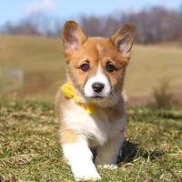 Ethan, a male Pembroke Welsh Corgi for sale in Sugarcreek, OH – Photo 5 of 9
