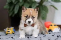 Ethan, a male Pembroke Welsh Corgi for sale in Sugarcreek, OH – Photo 1 of 8