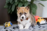 Ethan, a male Pembroke Welsh Corgi for sale in Sugarcreek, OH – Photo 7 of 8