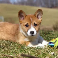 Ethan, a male Pembroke Welsh Corgi for sale in Sugarcreek, OH – Photo 7 of 9