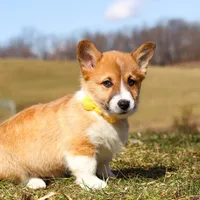 Ethan, a male Pembroke Welsh Corgi for sale in Sugarcreek, OH – Photo 9 of 9