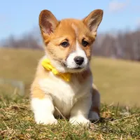 Ethan, a male Pembroke Welsh Corgi for sale in Sugarcreek, OH – Photo 2 of 9