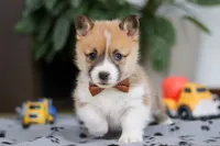 Ethan, a male Pembroke Welsh Corgi for sale in Sugarcreek, OH – Photo 4 of 8