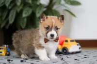 Ethan, a male Pembroke Welsh Corgi for sale in Sugarcreek, OH – Photo 2 of 8
