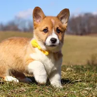 Ethan, a male Pembroke Welsh Corgi for sale in Sugarcreek, OH – Photo 8 of 9