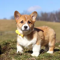 Ethan, a male Pembroke Welsh Corgi for sale in Sugarcreek, OH – Photo 6 of 9