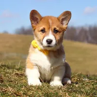 Ethan, a male Pembroke Welsh Corgi for sale in Sugarcreek, OH – Photo 4 of 9