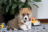 Ethan, a male Pembroke Welsh Corgi for sale in Sugarcreek, OH – Photo 6 of 8