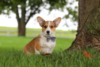 Clark, a male Pembroke Welsh Corgi for sale in Sugarcreek, OH – 3 of 8