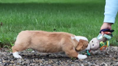 Finley, a male Pembroke Welsh Corgi for sale in Sugarcreek, OH – 9 of 9