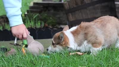 Bentley, a male Pembroke Welsh Corgi for sale in Sugarcreek, OH – 7 of 7