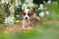 Myla, a female Pembroke Welsh Corgi for sale in Sugarcreek, OH – 2 of 10