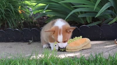Caleb, a male Pembroke Welsh Corgi for sale in Sugarcreek, OH – 9 of 9