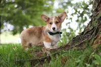 Luca, a male Pembroke Welsh Corgi for sale in Sugarcreek, OH – 2 of 6