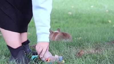 Garrett, a male Pembroke Welsh Corgi for sale in Sugarcreek, OH – 7 of 7