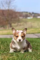 Daisy, a female Pembroke Welsh Corgi for sale in Sugarcreek, OH – Photo 5 of 6