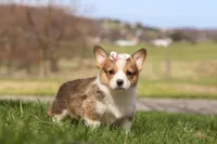 Daisy, a female Pembroke Welsh Corgi for sale in Sugarcreek, OH – Photo 3 of 6