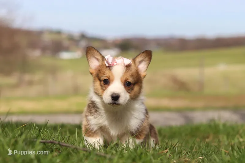 Daisy – Pembroke Welsh Corgi puppy for sale in Sugarcreek, OH