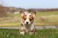 Daisy, a female Pembroke Welsh Corgi for sale in Sugarcreek, OH – Photo 1 of 6
