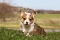 Daisy, a female Pembroke Welsh Corgi for sale in Sugarcreek, OH – Photo 2 of 6