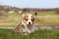 Daisy, a female Pembroke Welsh Corgi for sale in Sugarcreek, OH – Photo 6 of 6