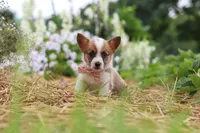 Pepper, a female Pembroke Welsh Corgi for sale in Sugarcreek, OH – 7 of 10