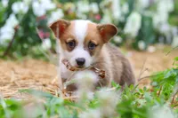 Finley, a male Pembroke Welsh Corgi for sale in Sugarcreek, OH – 4 of 10