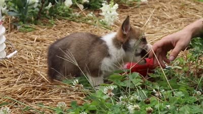 Bentley, a male Pembroke Welsh Corgi for sale in Sugarcreek, OH – 6 of 6