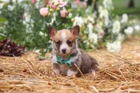 Blake, a male Pembroke Welsh Corgi for sale in Sugarcreek, OH – 9 of 10