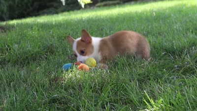 Holly, a female Pembroke Welsh Corgi for sale in Sugarcreek, OH – 6 of 6