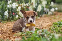 Bentley, a male Pembroke Welsh Corgi for sale in Sugarcreek, OH – 2 of 6