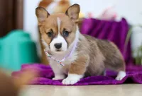 River, a female Pembroke Welsh Corgi for sale in Sugarcreek, OH – Photo 2 of 4