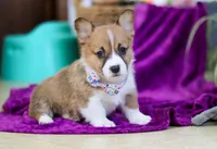 River, a female Pembroke Welsh Corgi for sale in Sugarcreek, OH – Photo 4 of 4