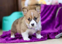River, a female Pembroke Welsh Corgi for sale in Sugarcreek, OH – Photo 3 of 4