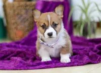 River, a female Pembroke Welsh Corgi for sale in Sugarcreek, OH – Photo 1 of 4