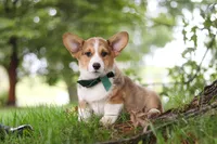 Luca, a male Pembroke Welsh Corgi for sale in Sugarcreek, OH – 5 of 6