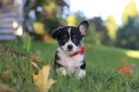 Chance, a male Pembroke Welsh Corgi for sale in Sugarcreek, OH – 3 of 7