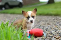 Bronco, a male Pembroke Welsh Corgi for sale in Sugarcreek, OH – 7 of 9