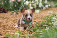 Blake, a male Pembroke Welsh Corgi for sale in Sugarcreek, OH – 5 of 10