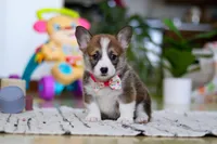 Holly, a female Pembroke Welsh Corgi for sale in Sugarcreek, OH – Photo 3 of 5