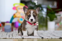 Holly, a female Pembroke Welsh Corgi for sale in Sugarcreek, OH – Photo 1 of 5