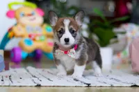Holly, a female Pembroke Welsh Corgi for sale in Sugarcreek, OH – Photo 5 of 5