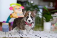 Holly, a female Pembroke Welsh Corgi for sale in Sugarcreek, OH – Photo 4 of 5