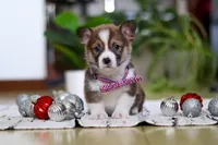 Dexter, a male Pembroke Welsh Corgi for sale in Sugarcreek, OH – Photo 2 of 5