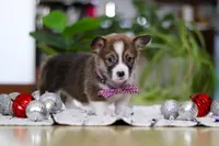 Dexter, a male Pembroke Welsh Corgi for sale in Sugarcreek, OH – Photo 5 of 5