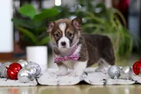 Dexter, a male Pembroke Welsh Corgi for sale in Sugarcreek, OH – Photo 4 of 5