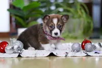 Dexter, a male Pembroke Welsh Corgi for sale in Sugarcreek, OH – Photo 1 of 5