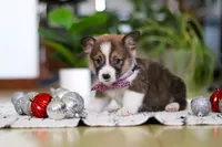 Dexter, a male Pembroke Welsh Corgi for sale in Sugarcreek, OH – Photo 3 of 5