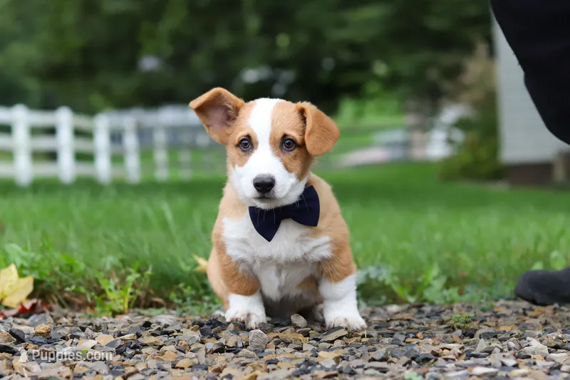 Finley – Pembroke Welsh Corgi puppy for sale in Sugarcreek, OH