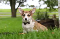 Bentley, a male Pembroke Welsh Corgi for sale in Sugarcreek, OH – 2 of 7